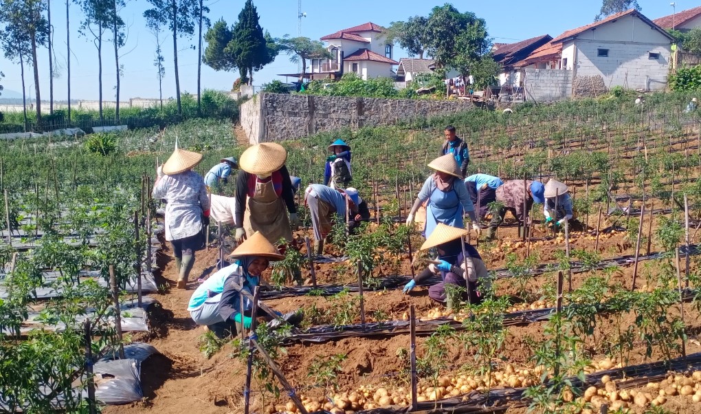 Para petani sedang memanen kentang di lahan yang dikelola oleh LP - UMKM & MPM PWM Jabar